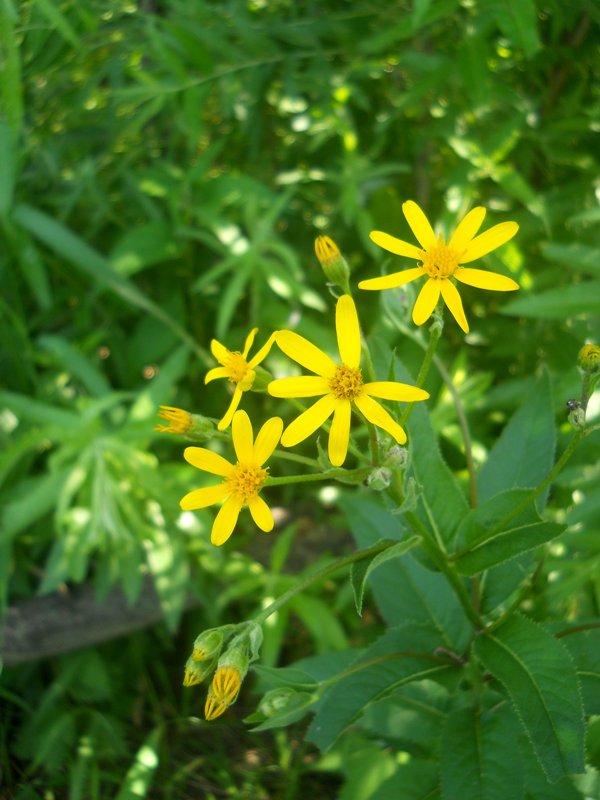 Изображение особи Senecio sarracenicus.