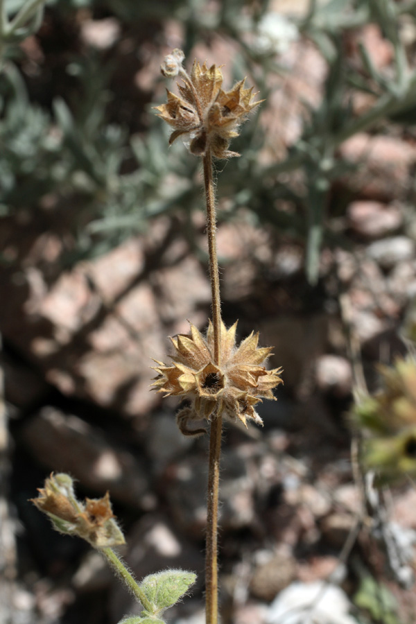 Изображение особи Stachys hissarica.