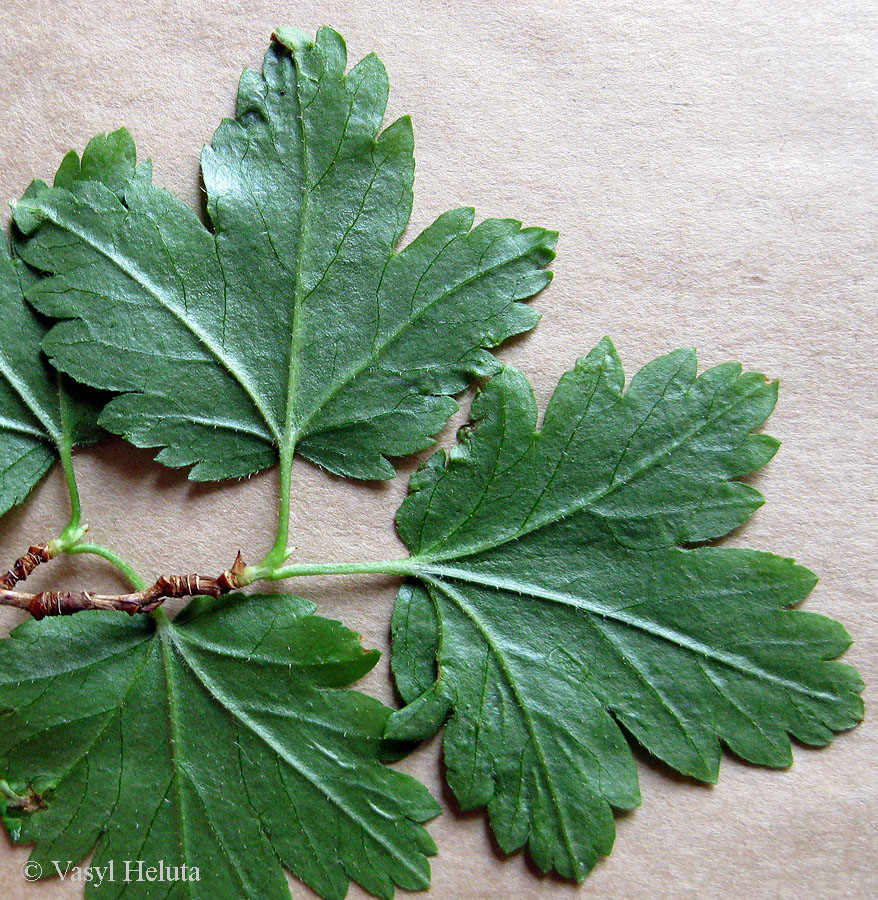 Image of Ribes lucidum specimen.