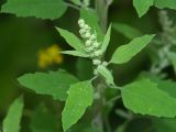 Chenopodium