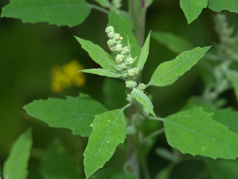 Изображение особи Chenopodium album.