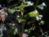 Ribes graveolens