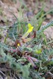 genus Astragalus