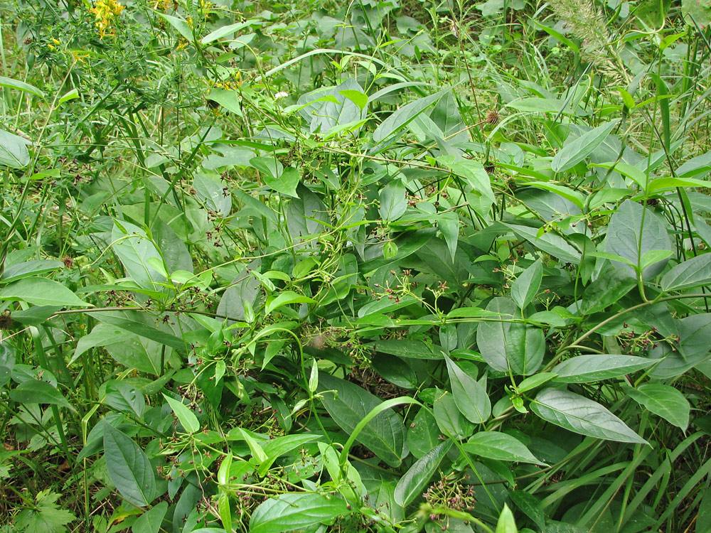 Image of Vincetoxicum scandens specimen.