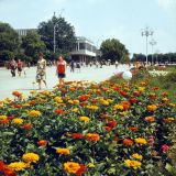 Zinnia elegans