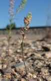 Lepidium densiflorum. Цветущее и плодоносящее растение. Архангельская обл., Вельский р-н, окр. пос. Солгинский, у ж. д. 10.07.2011.