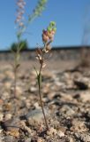 Lepidium densiflorum