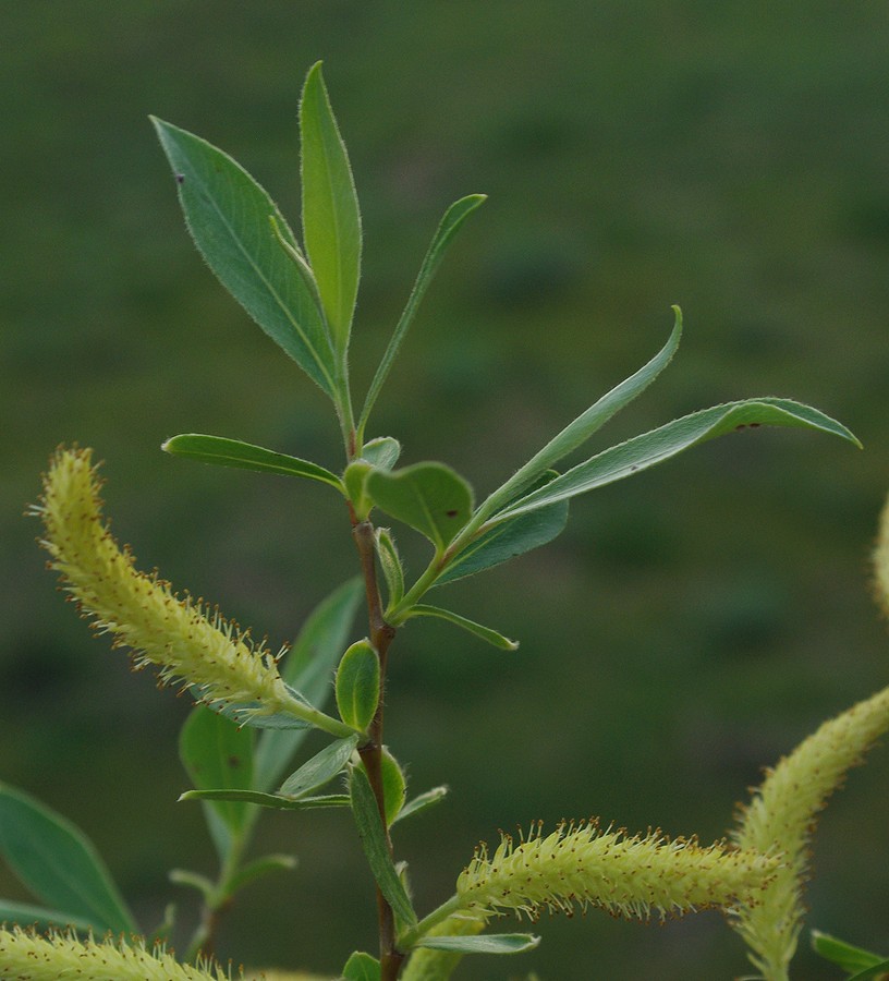 Image of Salix excelsa specimen.