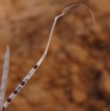 Brassica sisymbrioides. Вскрывшийся плод. Израиль, Шарон, окр. г. Герцлия, обочина грунтовой дороги. 25.10.2011.