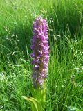 Dactylorhiza incarnata. Соцветие. Курская обл., Фатежский р-н, с. Игино, левобережная пойма р. Красавка. 14 июня 2007 г.