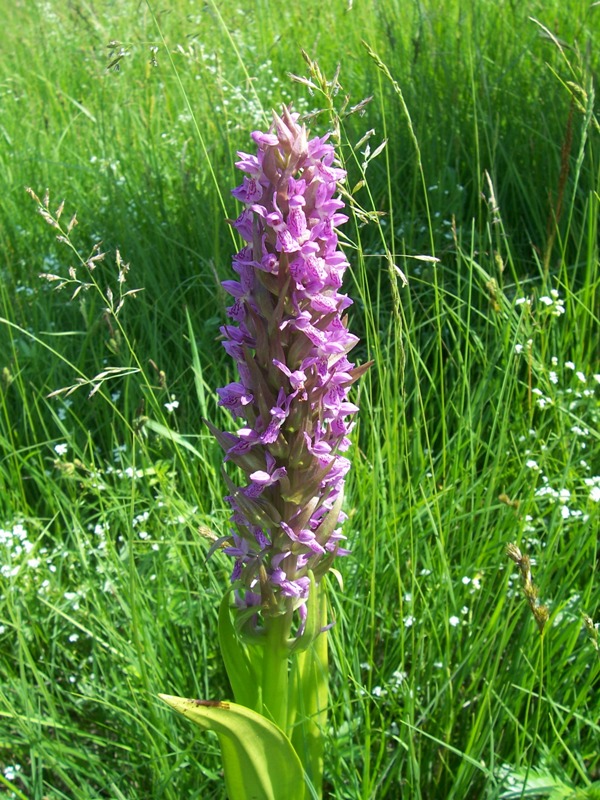 Изображение особи Dactylorhiza incarnata.