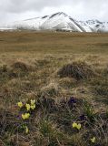 Viola altaica