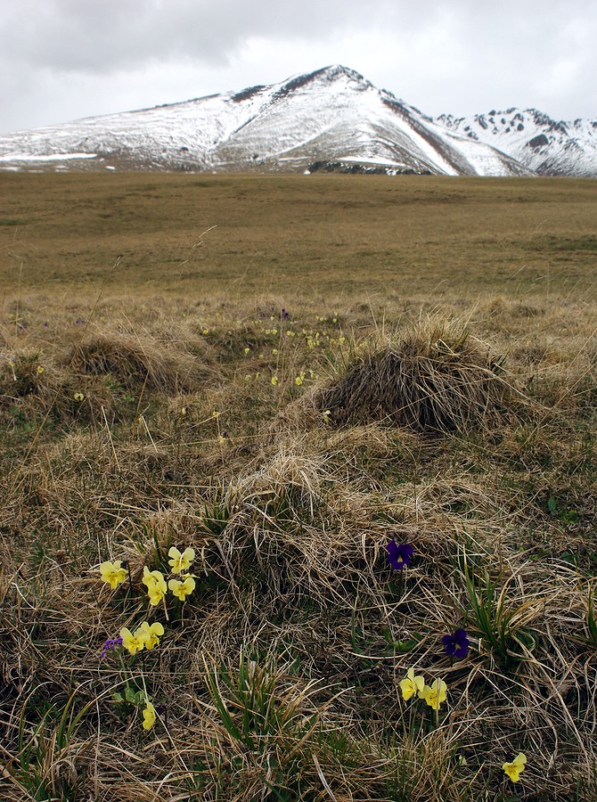 Image of Viola altaica specimen.