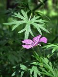 Geranium sanguineum