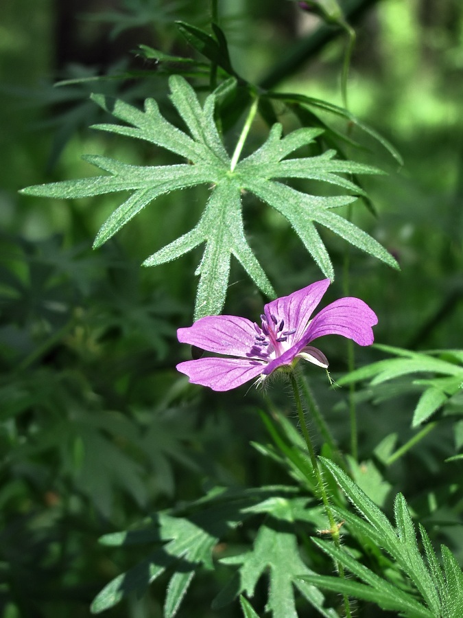 Изображение особи Geranium sanguineum.