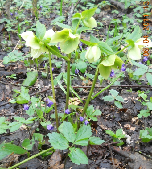Изображение особи Helleborus caucasicus.