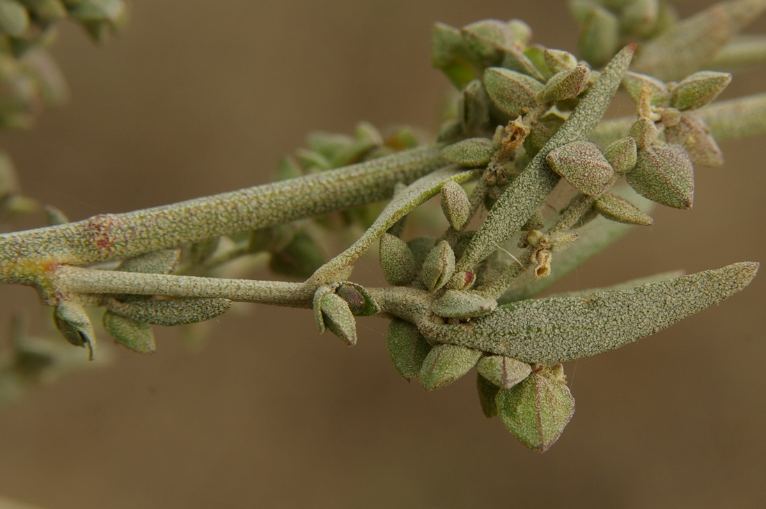 Изображение особи Atriplex oblongifolia.