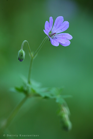 Изображение особи Geranium pyrenaicum.