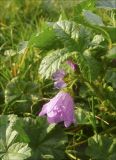 Malva erecta