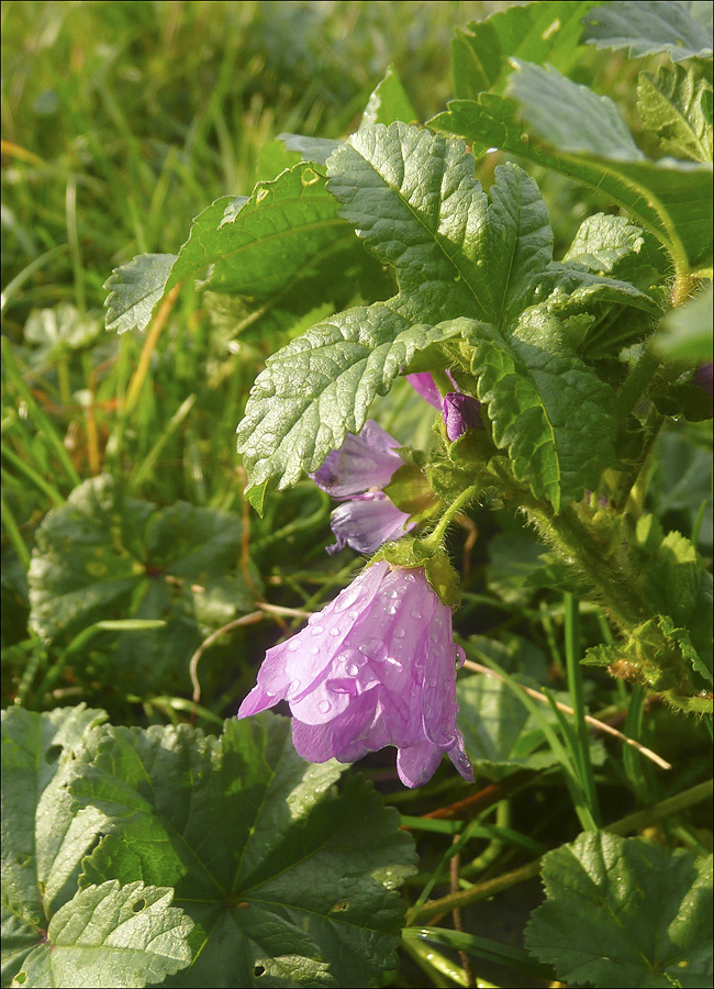 Изображение особи Malva erecta.