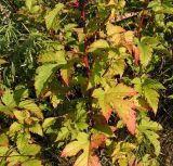 Rubus crataegifolius