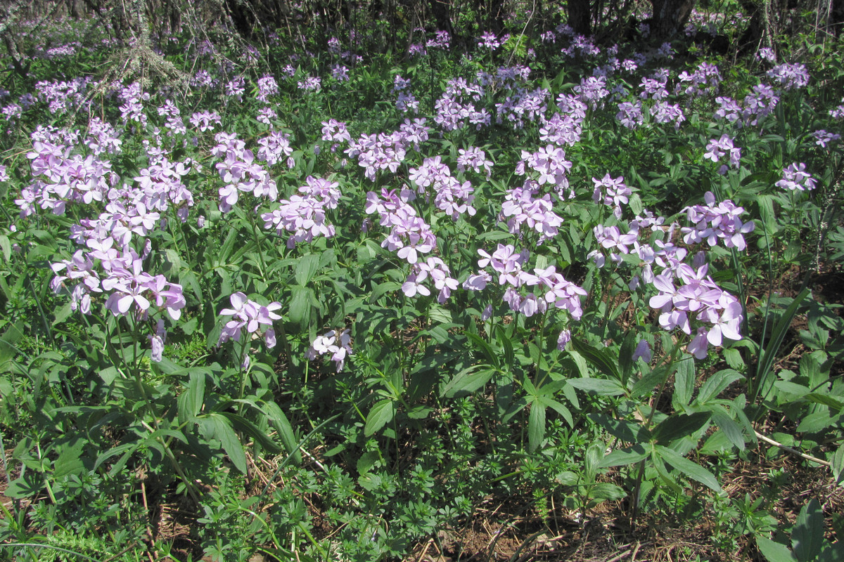 Image of Cardamine quinquefolia specimen.