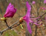 Rhododendron mucronulatum