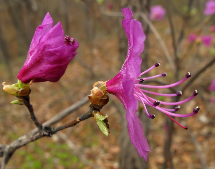 Изображение особи Rhododendron mucronulatum.