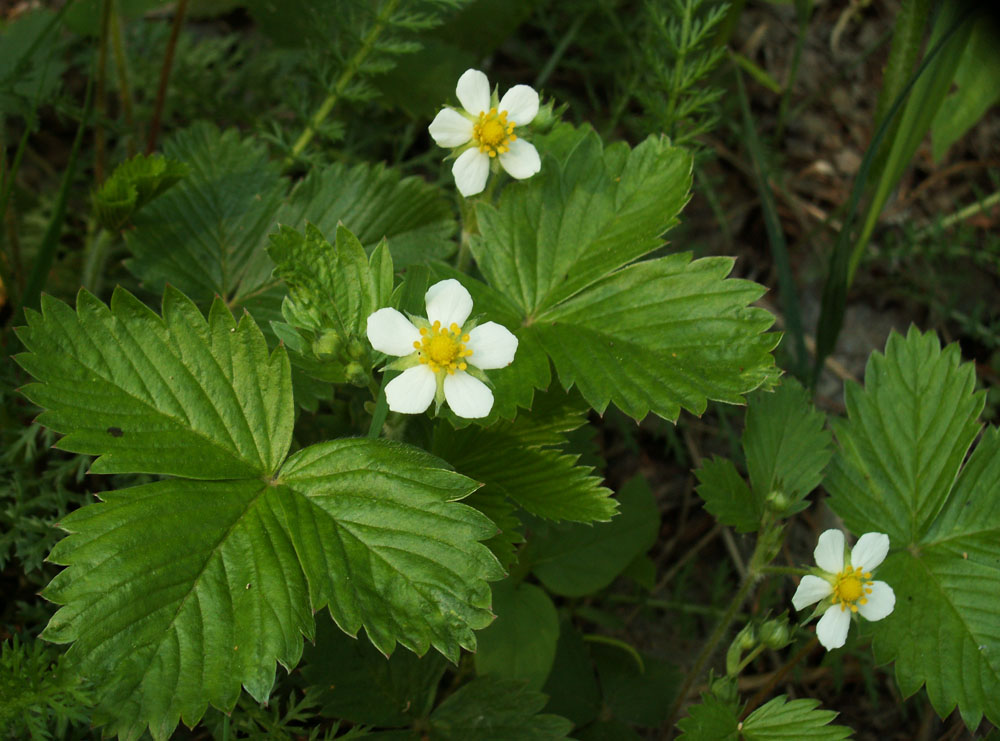 Изображение особи Fragaria vesca.