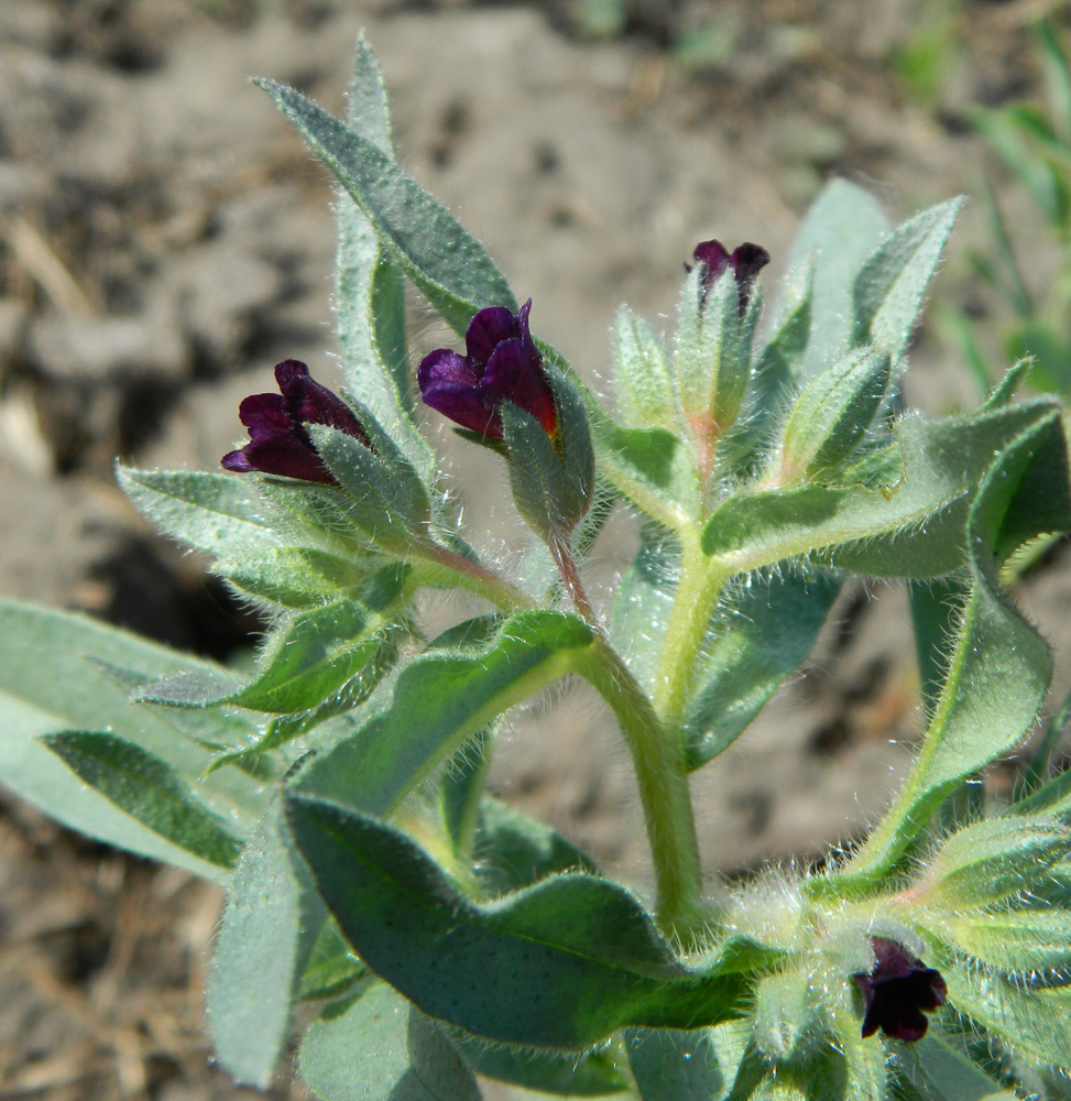 Image of Nonea rossica specimen.