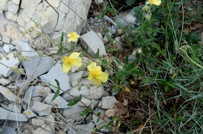 Изображение особи Helianthemum nummularium.