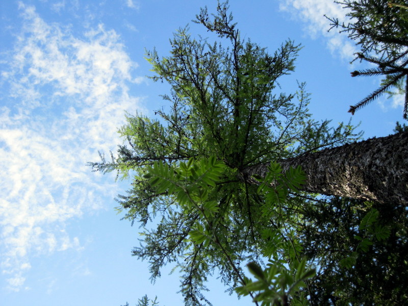 Image of Larix sukaczewii specimen.