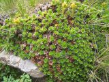 Saxifraga juniperifolia. Вегетирующее растение. Кабардино-Балкария, верховья р. Малка, урочище Джилы-Су, 2400 м н.у.м. 16.06.2012.