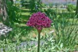 Allium cardiostemon