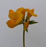 Lotus corniculatus. Соцветие. Московская обл., Лотошинский р-н, окр. дер. Савостино. 03.07.2012.