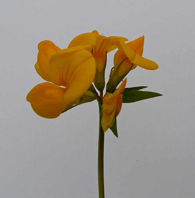 Изображение особи Lotus corniculatus.