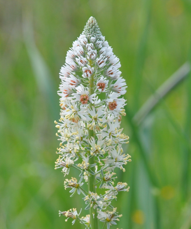 Image of Reseda alba specimen.