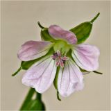 Geranium sibiricum