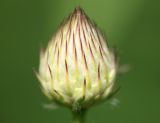 Cephalaria transsylvanica