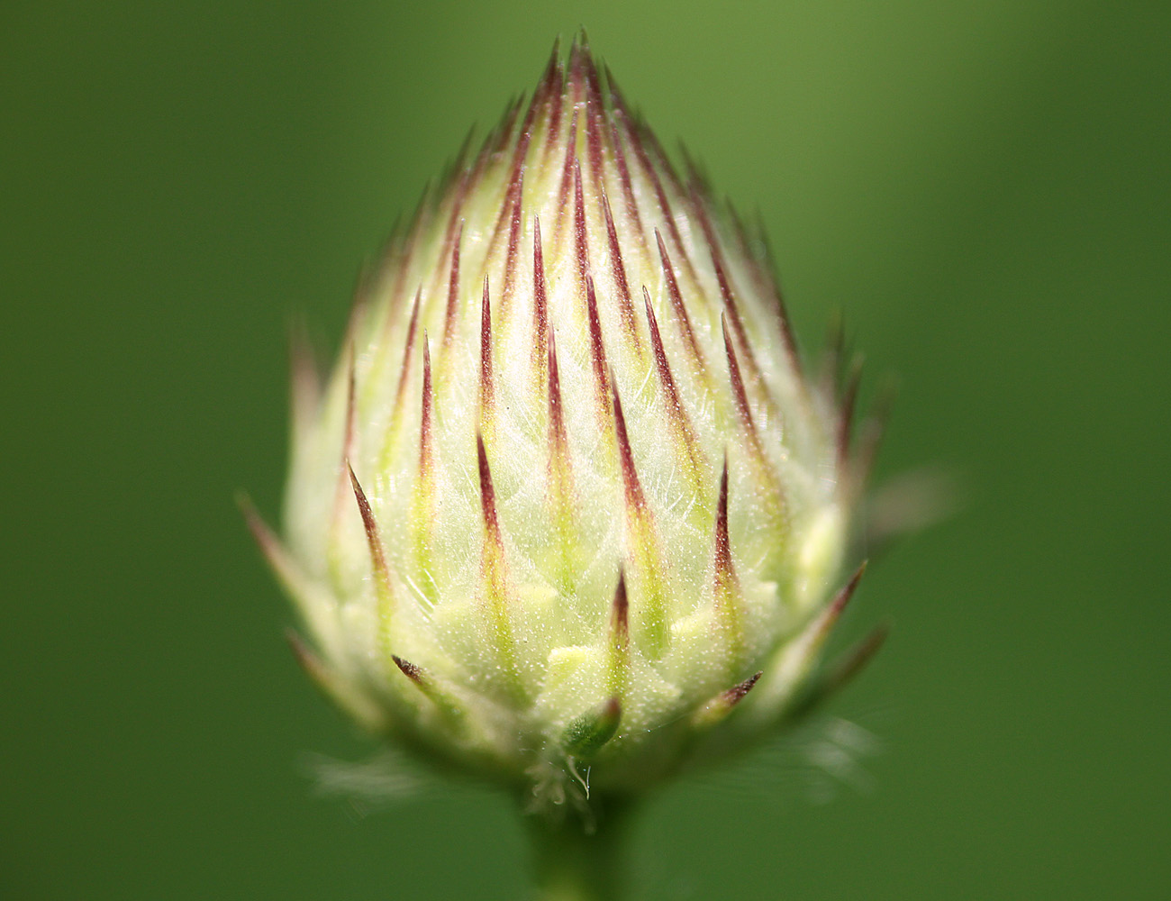 Image of Cephalaria transsylvanica specimen.