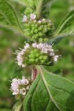 Mentha arvensis