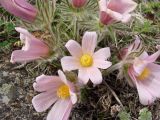 Pulsatilla turczaninovii