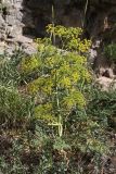 Ferula samarkandica