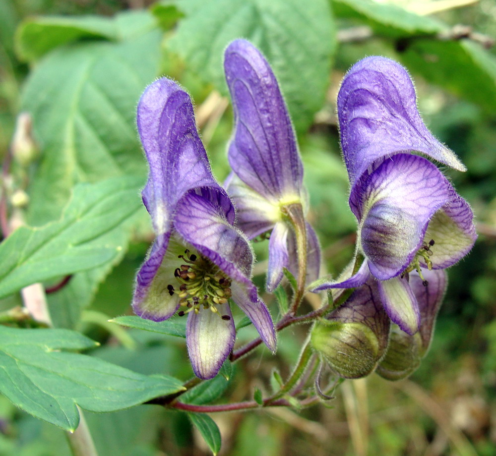 Image of Aconitum volubile specimen.