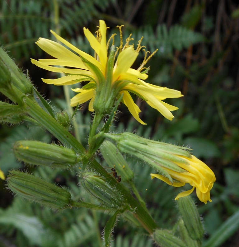 Image of Prenanthes blinii specimen.