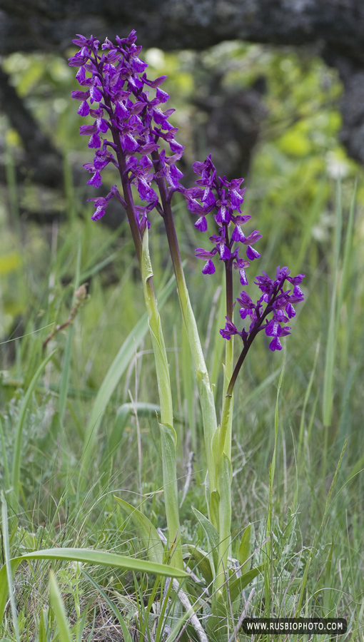 Изображение особи Anacamptis morio ssp. caucasica.