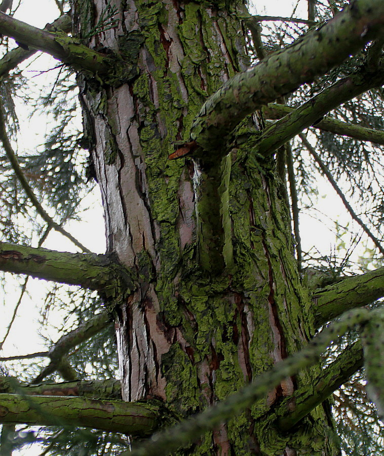 Изображение особи Sequoiadendron giganteum.