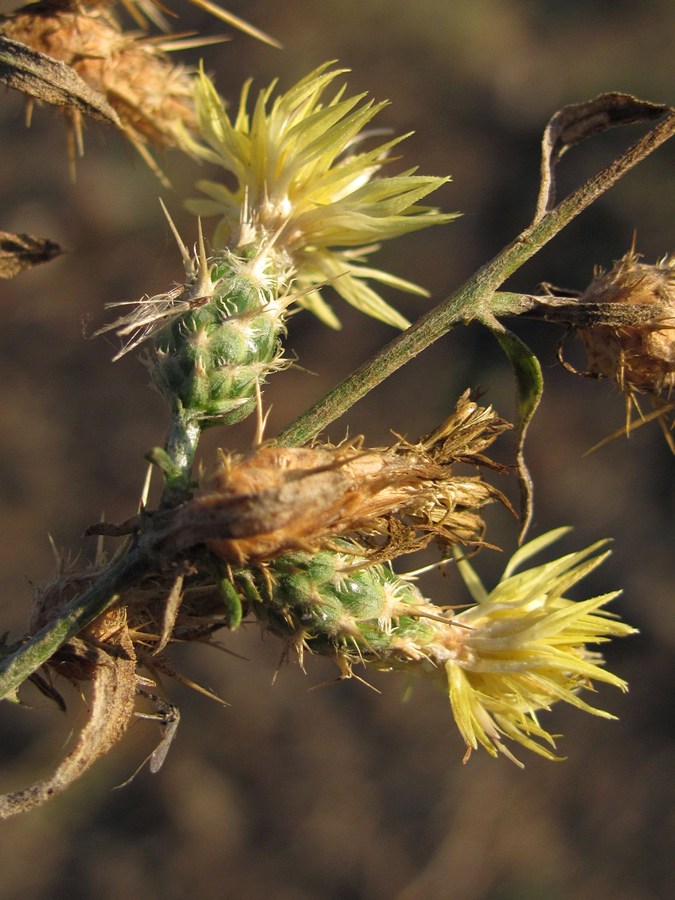 Изображение особи род Centaurea.