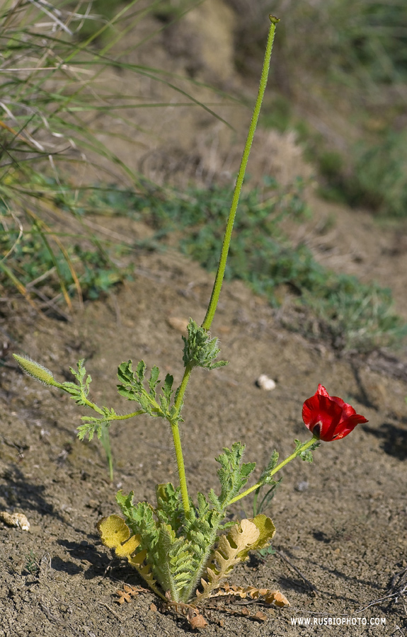 Изображение особи Glaucium corniculatum.