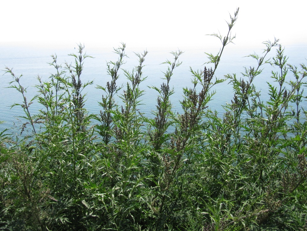 Image of Urtica cannabina specimen.